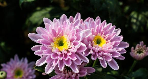 粉色菊花的名称是什么？