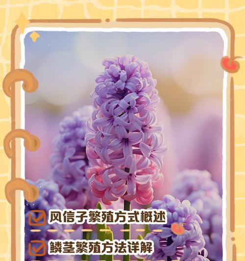 风信子应该什么时候种植？种植风信子的最佳时间是什么时候？