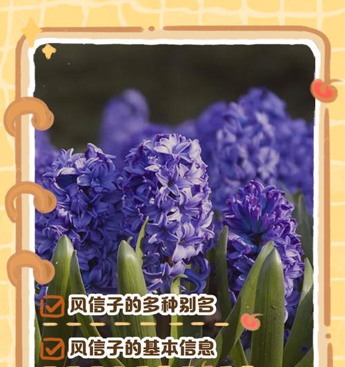 风信子应该什么时候种植？种植风信子的最佳时间是什么时候？