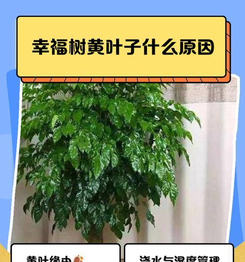 幸福树为何会落叶？如何防止幸福树落叶？