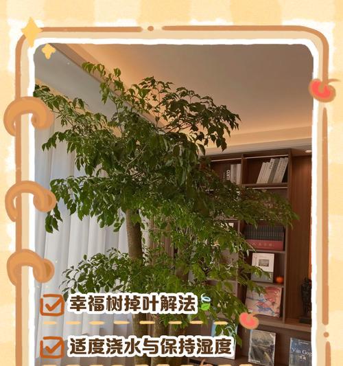 幸福树为何会落叶？如何防止幸福树落叶？