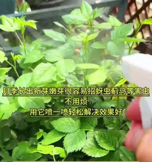 植物生虫子了怎么办？如何有效预防和处理植物虫害？