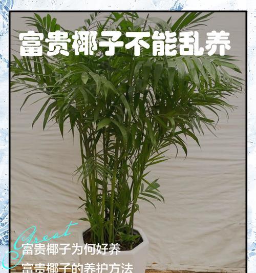 富贵椰子浇水的最佳时机是什么时候？