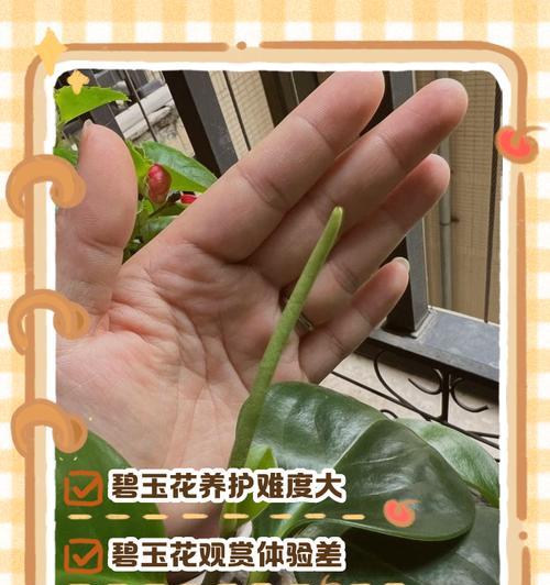 碧玉在夏季如何养护？