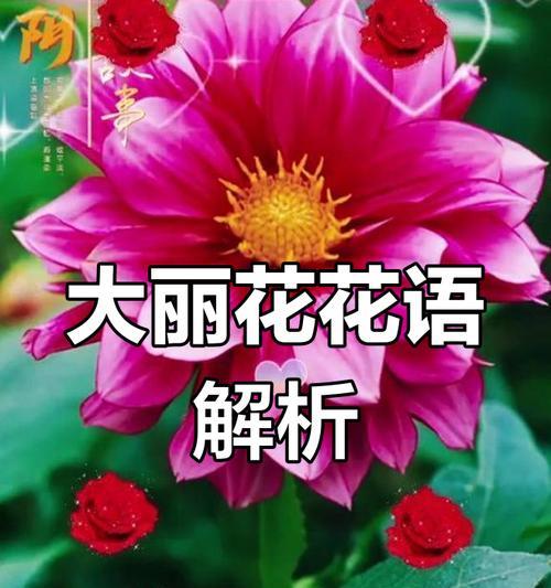 哪些花卉象征富贵？它们的花语和寓意是什么？