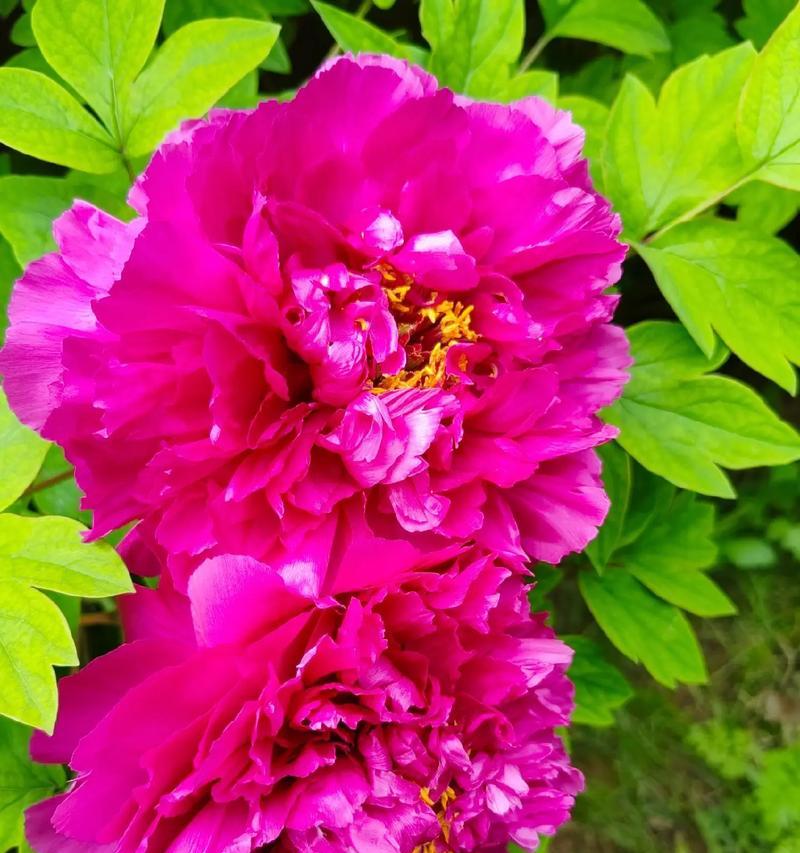 哪些花卉象征富贵？它们的花语和寓意是什么？