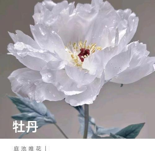哪些花卉象征富贵？它们的花语和寓意是什么？