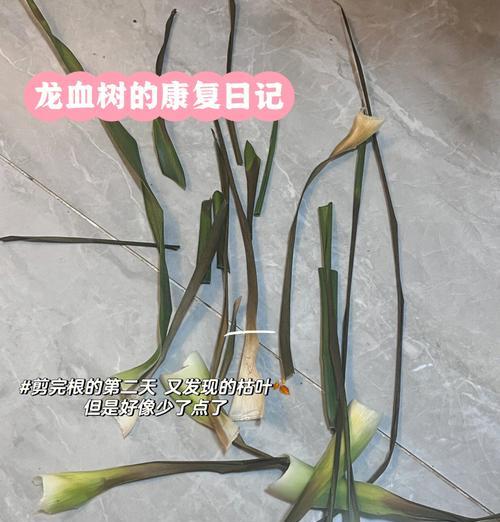 龙雪树叶子变黄怎么办？如何进行有效的处理？