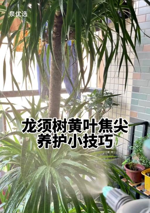 龙雪树叶子变黄怎么办？如何进行有效的处理？