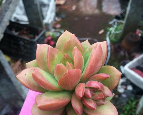 黄丽的养殖条件是什么？如何进行日常管理？
