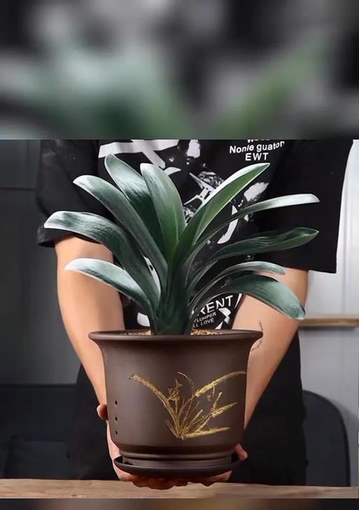 君子兰应该用什么花盆养？君子兰花盆的选择技巧是什么？