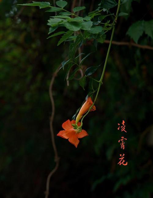 黑色的花有哪些品种？黑色花卉的养护和特点是什么？