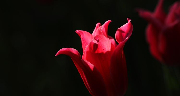 黑色的花有哪些品种？黑色花卉的养护和特点是什么？