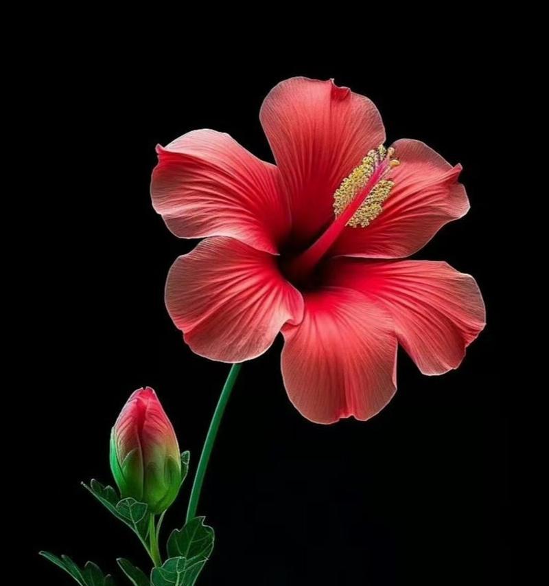 黑色的花有哪些品种？黑色花卉的养护和特点是什么？