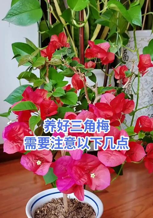 三角梅挑选时应注意哪些要点？