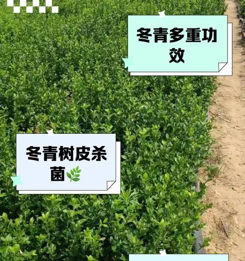 冬青树有哪些品种？它们的生长环境和特点是什么？