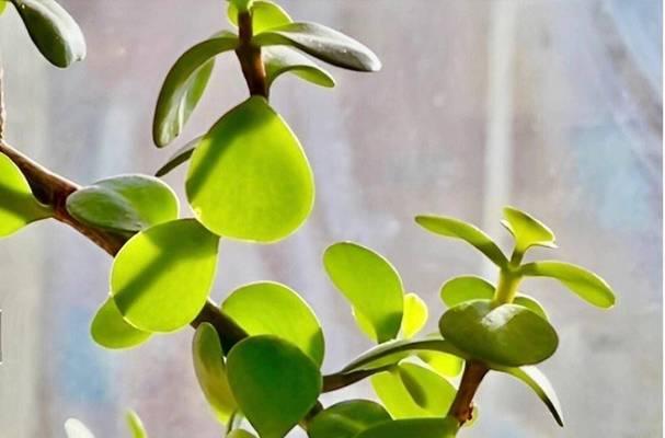 家里适合养什么花？选择家庭植物的注意事项有哪些？