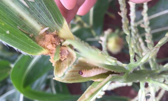 花招小飞虫入侵植物怎么办？有效防治方法是什么？