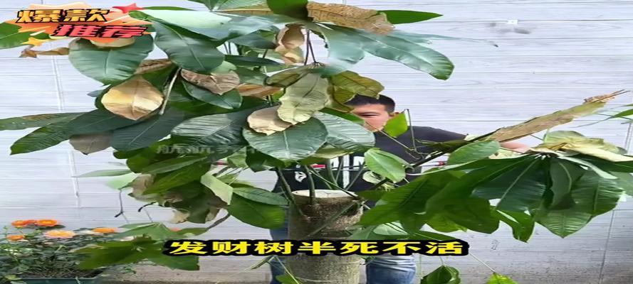 盆栽树掉叶子怎么办？如何有效防止和处理？