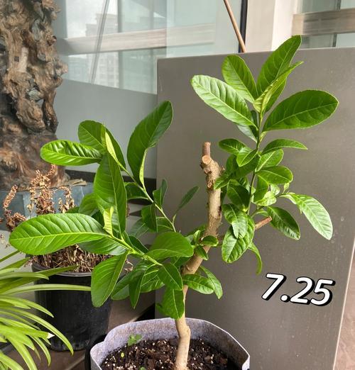 盆栽树掉叶子怎么办？如何有效防止和处理？
