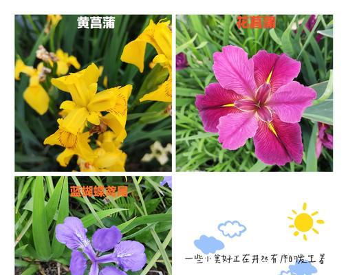 鸢尾种植的步骤和技巧有哪些？