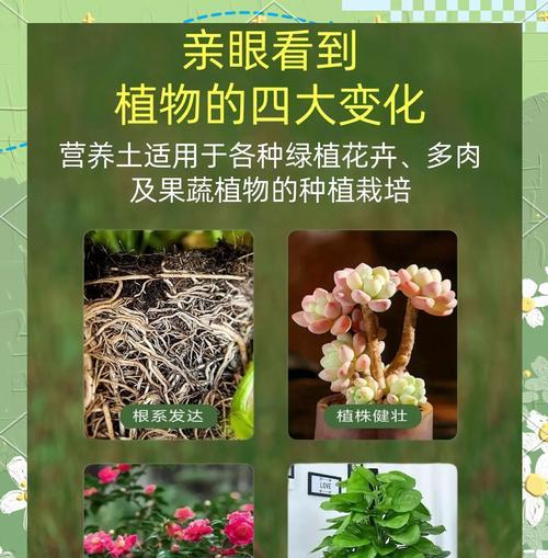 旧盆土的处理方法和常见问题是什么？
