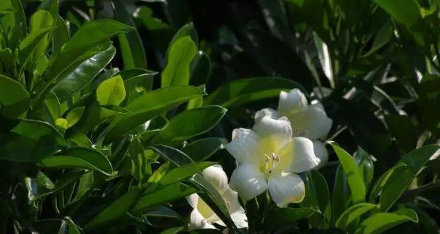 非洲茉莉落叶问题如何解决？