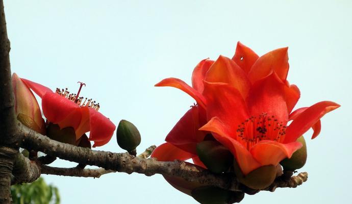 木绵花长什么样？木绵花的特征有哪些？
