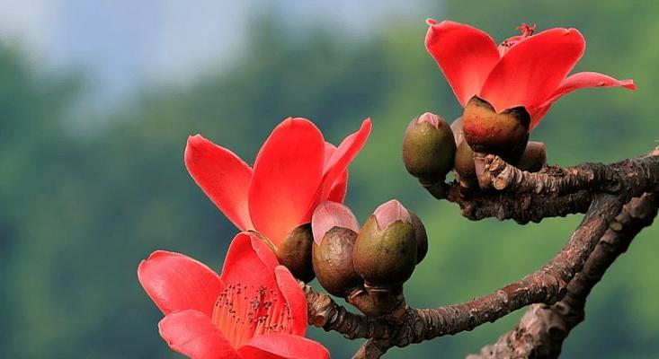 木绵花长什么样？木绵花的特征有哪些？
