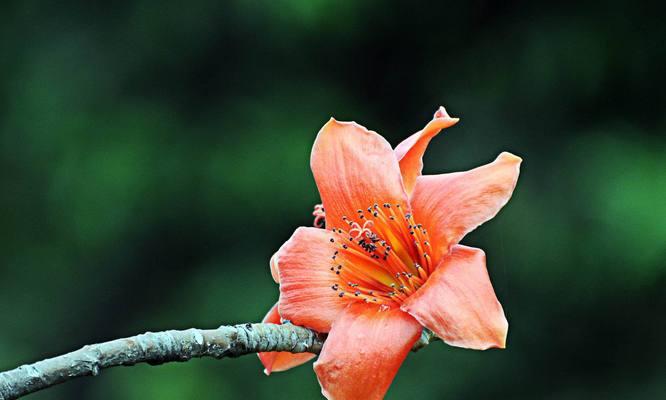 木绵花长什么样？木绵花的特征有哪些？