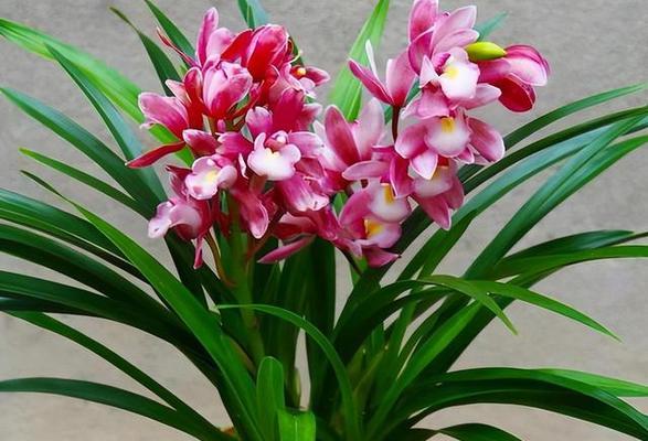 兰花品种名称有哪些？如何选择适合自己的兰花品种？
