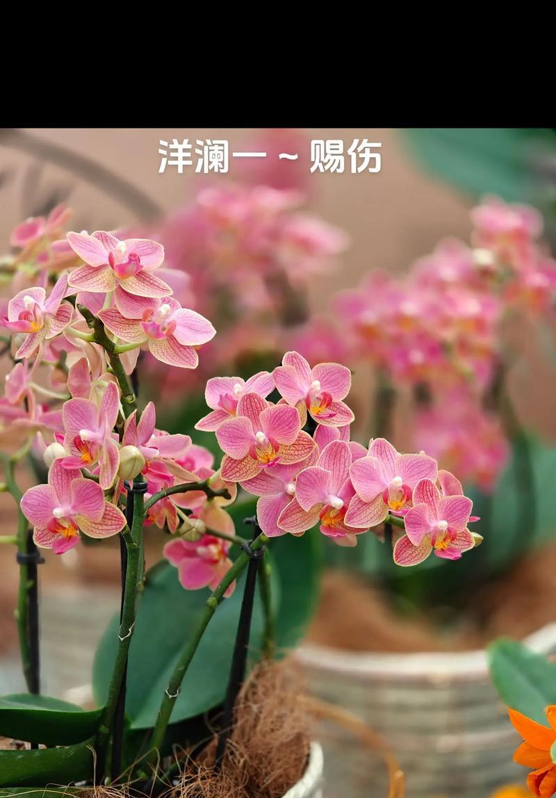 兰花品种名称有哪些？如何选择适合自己的兰花品种？