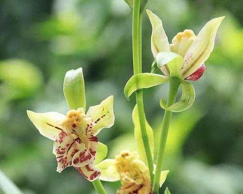 兰花品种名称有哪些？如何选择适合自己的兰花品种？