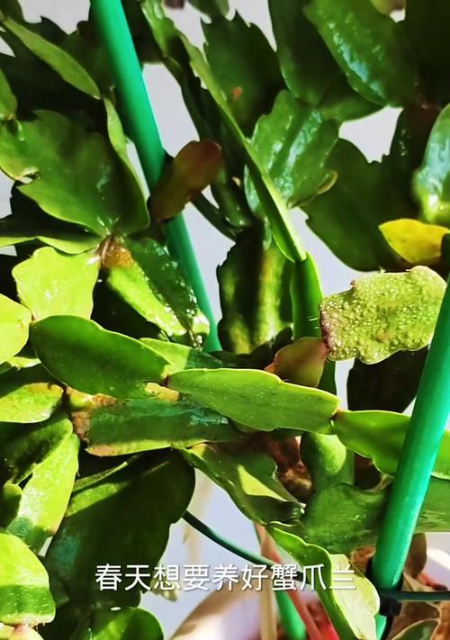 蟹爪莲种植需要注意什么？
