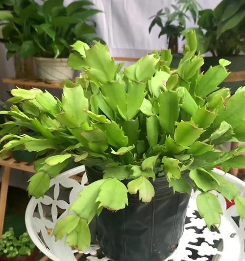 蟹爪莲种植需要注意什么？