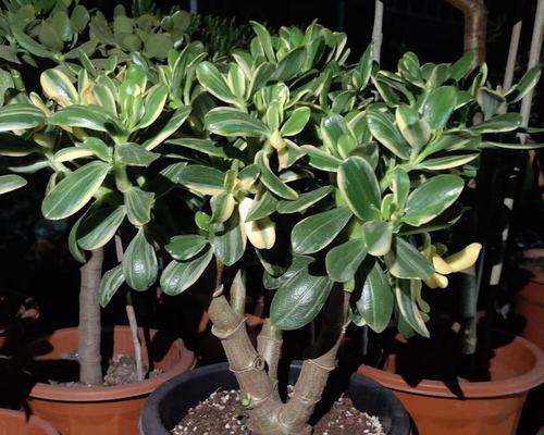 黄金花卉指的是哪种植物？有何独特之处？