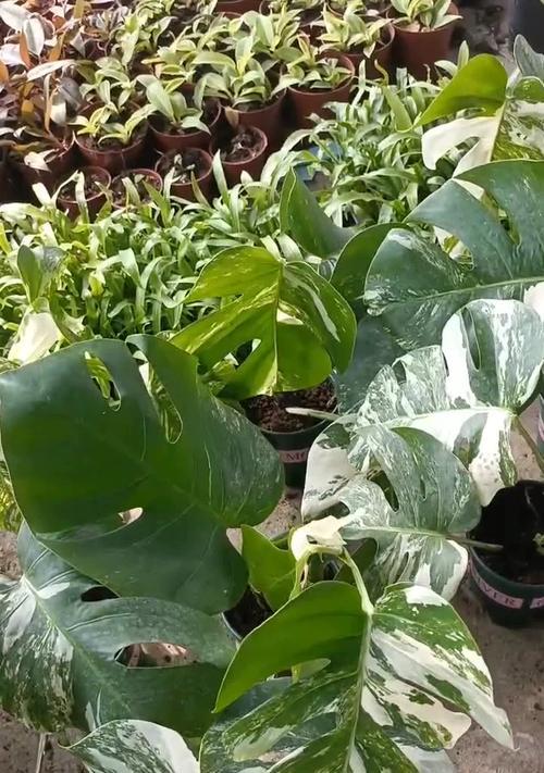 黄金花卉指的是哪种植物？有何独特之处？