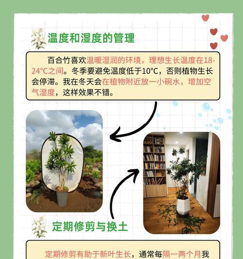 莲花竹的养殖方法是什么？需要注意哪些问题？