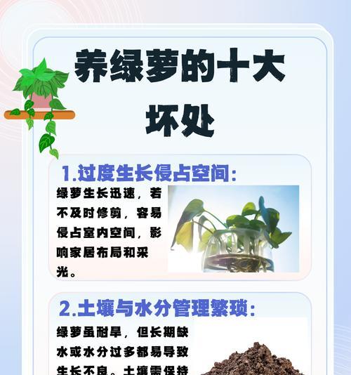 绿萝根部黑腐的解决措施是什么？