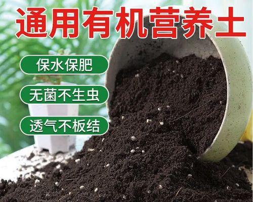 绿萝根部黑腐的解决措施是什么？