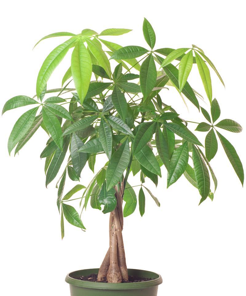 发财树怎么分株？分株后如何正确养护？