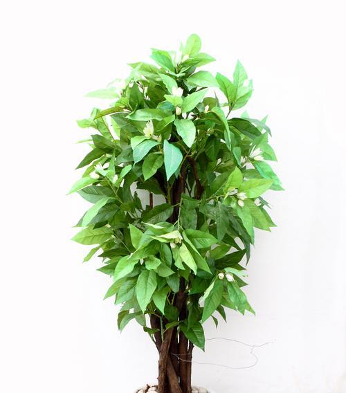 发财树怎么分株？分株后如何正确养护？