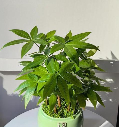 发财树怎么分株？分株后如何正确养护？