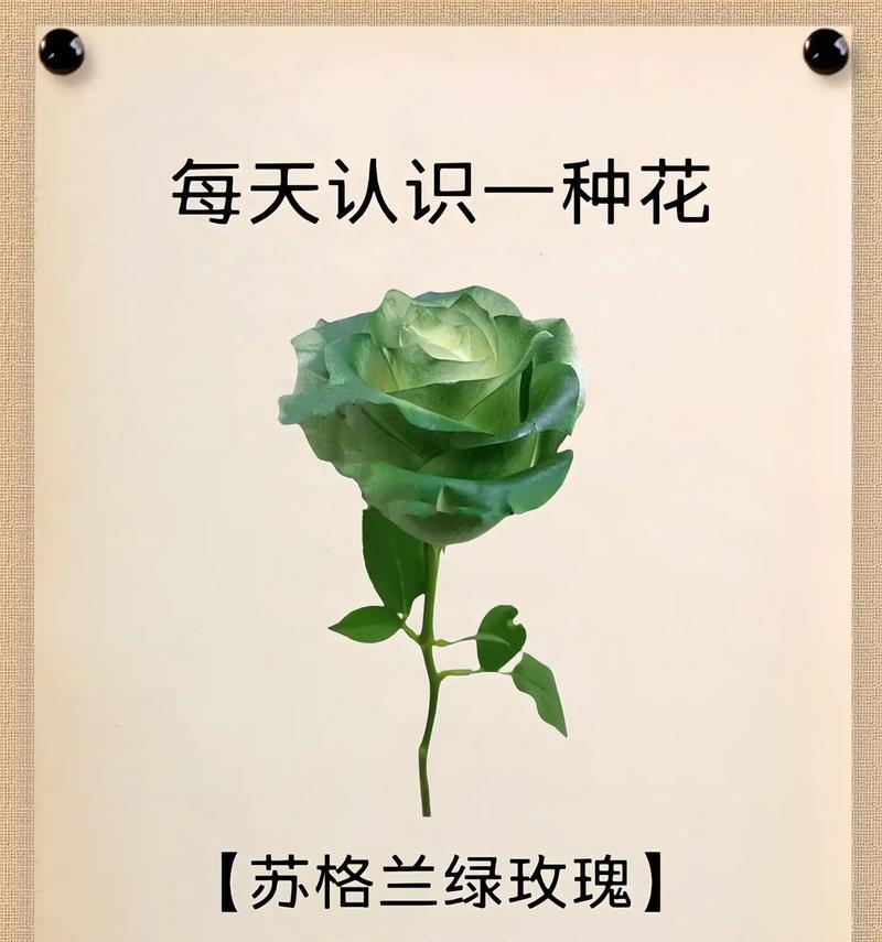 紫玄月烂根后应该采取哪些措施？
