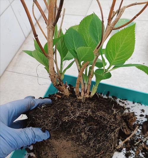 花卉换土的最佳时机和方法是什么？