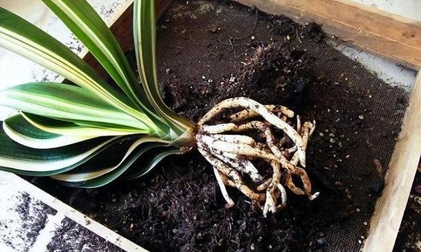花卉换土的最佳时机和方法是什么？