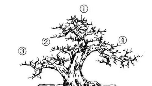 盆景制作步骤有哪些？初学者如何入门？