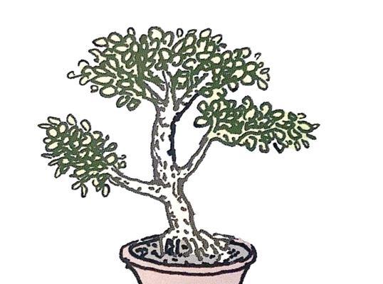 盆景制作步骤有哪些？初学者如何入门？