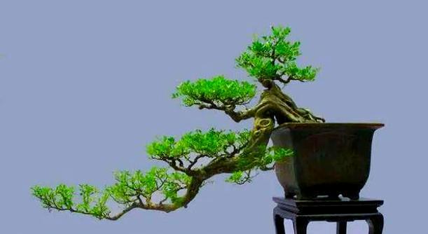 盆景制作步骤有哪些？初学者如何入门？