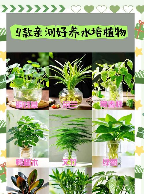 水培的花有哪些？水培花卉的养护和管理技巧是什么？